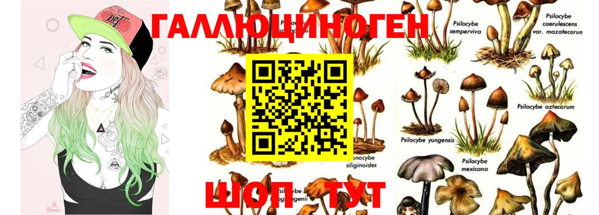 Камышин  Галлюциногенные грибы Psilocybe  Вход с VPN 